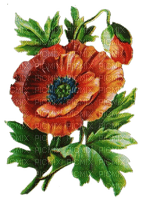 Blume, Mohnblume, Flower poppy - ücretsiz png