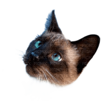 charmille _ animaux _ chat - PNG gratuit