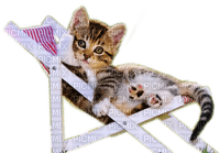 Sommer katze - Free PNG