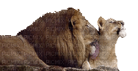 lion et lionne - 免费动画 GIF