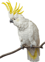 cockatoo - PNG gratuit