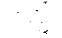 bat katrin - Nemokamas animacinis gif