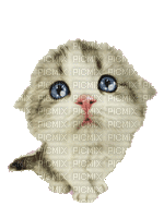 Nina cat - Gratis animeret GIF
