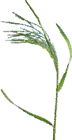 fond beach sea seagrass - Gratis geanimeerde GIF