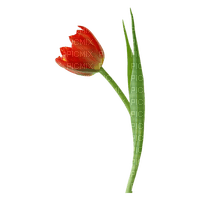 kikkapink deco scrap red tulip - PNG gratuit
