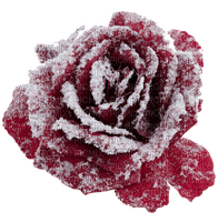 winter rosen milla1959 - png gratuito