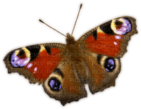 Kaz_Creations Peacock Butterfly Deco - zdarma png