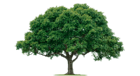 tree baum bush busch - gratis png