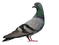 Dove - 免费动画 GIF