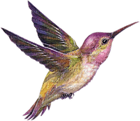 hummingbird - ilmainen png