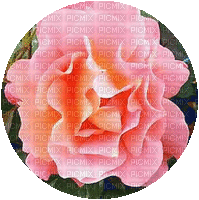 flori - Besplatni animirani GIF