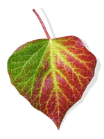 leaf - фрее пнг