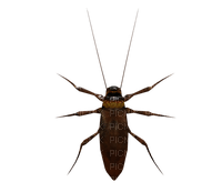 3D bug cockroach - png gratuito