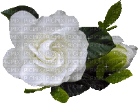 laurachan white rose - Бесплатный анимированный гифка