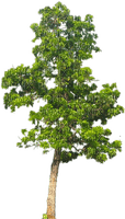Baum, tree - Free PNG