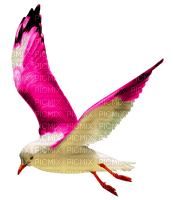 Seagull - PNG gratuit