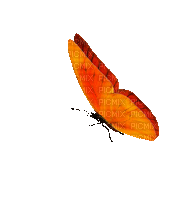 patymirabelle papillon - 無料のアニメーション GIF