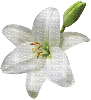 lily - ilmainen png
