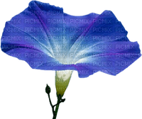 Flores azul campanita - gratis png