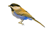 AVES - Free PNG