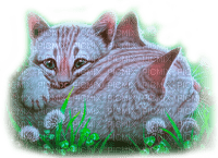 Y.A.M._Animals cats - δωρεάν png
