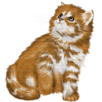 Cat Chat - darmowe png