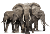 Elefant - Free PNG
