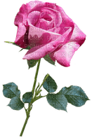 kukka fleur flower, rose - gratis png