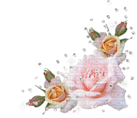 bordura Melly ruža - zadarmo png