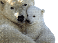 polar bear bp - Free PNG