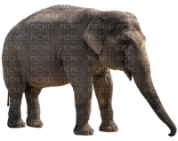 Kaz_Creations Elephant - darmowe png