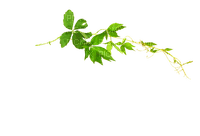 Ветка с  листьями - 免费PNG