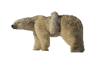 BEAR - Darmowy animowany GIF