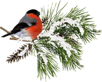 Bird Winter branch_volaille hiver branche