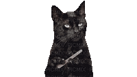 Nina cat - 無料のアニメーション GIF