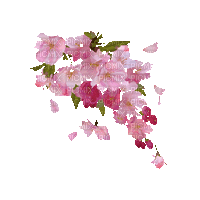 spring flowers blossom - Бесплатный анимированный гифка