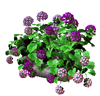 Bloemen en Planten - GIF animé gratuit