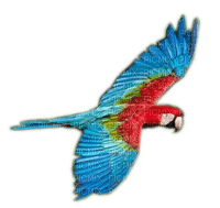 Rena Papagei Vogel - gratis png
