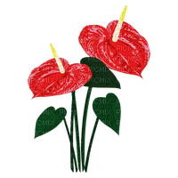 anthurium laceleaf red flowers - PNG gratuit