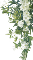 white garland - 無料png