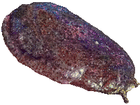 slug or sea slug idk - Darmowy animowany GIF