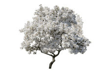 magnolia, puu, tree - gratis png
