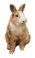 Lapin.Rabbit.Conejo.Bunny.Victoriabea - GIF animado gratis