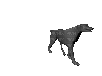 ani--hund--dog - GIF animate gratis