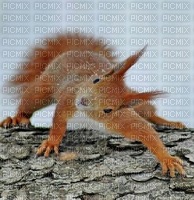 squirrel écureuil winter hiver snow forest - PNG gratuit