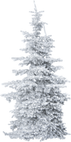 Christmas tree - besplatni png