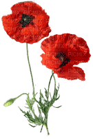 coquelicot - png grátis