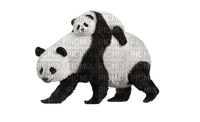 panda - nemokama png