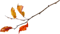 kikkapink autumn branch deco leaves - PNG gratuit