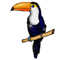 oiseau ( toucan ) - GIF animado gratis